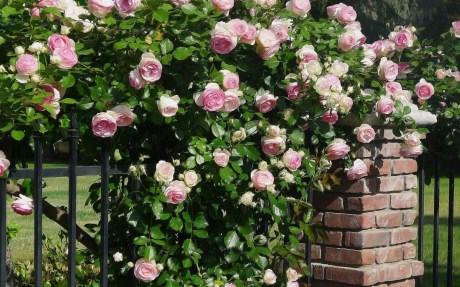 Rose-Bush-2