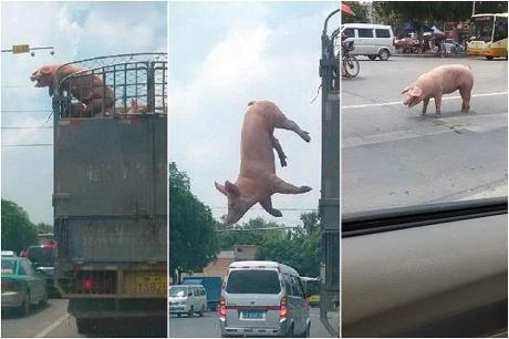 pig flying
